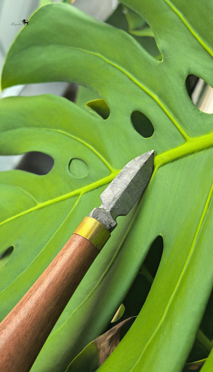 Handmade Muonionalusta Meteorite Tea Knife, Cosmic Widmanstätten Pattern, Natural Wood Handle,Around 16cm